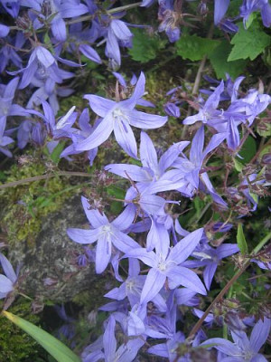 Campanula_poscharskyana_5383_r13.jpg