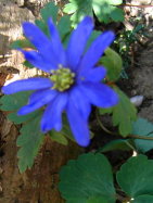 Strahlenaster-.JPG