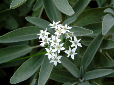 Allium_tuberosum.jpg