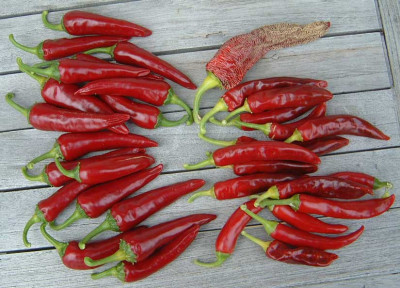 Chili07.jpg