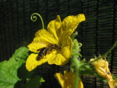 07gurke_mit_biene01.jpg