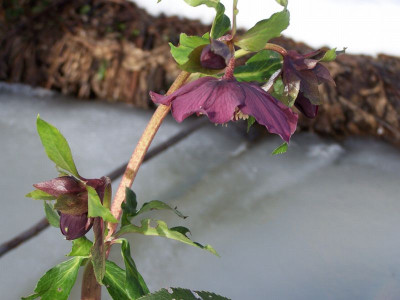 100_0822_HELLEBORUS_orient._Red_Lady_N10_800.jpg