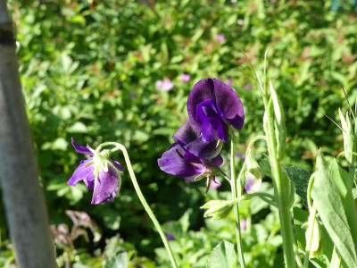 2021-06-23 Lathyrus odoratus 'Royal Deep Purple' 1.jpg