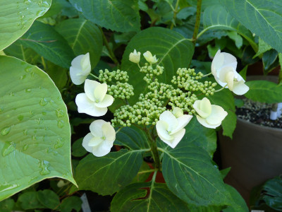 2021-06-23 Hydrangea macrophylla 'Veitchii'.jpg