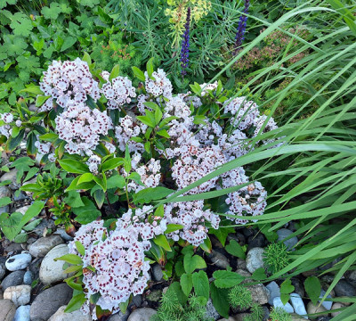 Kalmia latifolia.jpg