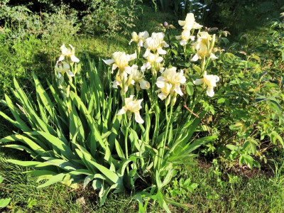 irisflavescens.JPG