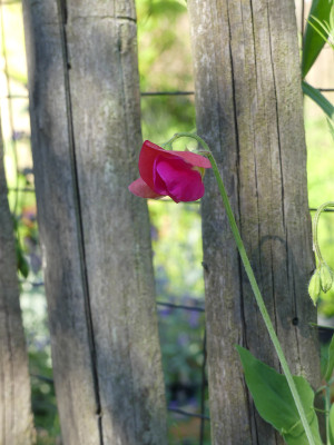 2021-06-23 Lathyrus odoratus 'King Edwar VII' 1.jpg
