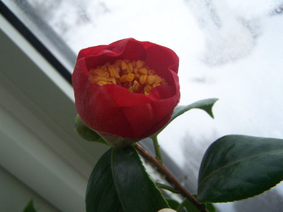 100_0833_Camellia_Momiji_Gari_geht_gerade_aud_800.jpg
