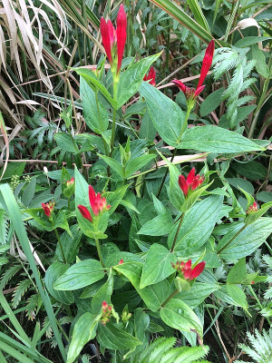 2021-06-23 Spigelia marilandica.JPG