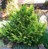 Thuja_occidentalis.JPG