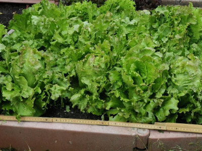 Salat3.jpg