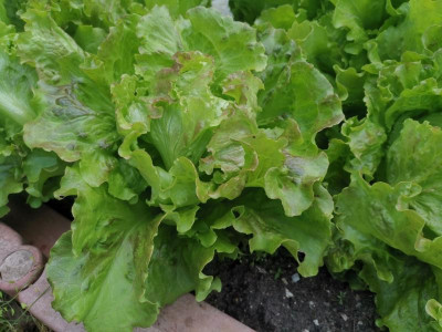 Salat4.jpg