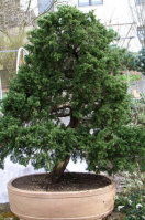 Juniperus_chinensis.JPG