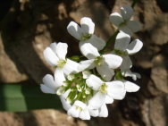 Iberis-Schleifenblume-_1.JPG