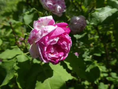 P1120335.JPG