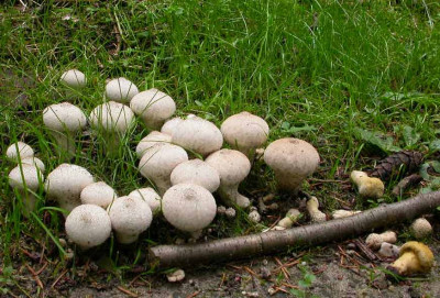 Staublinge_im_Hooge_Veluwe.jpg
