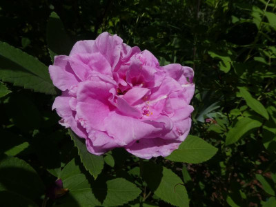 P1120337.JPG