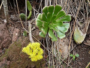 Aeonium_fars_2008.jpg