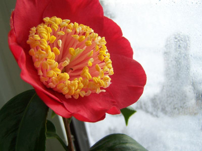 100_0834_C._Momiji_Gari_2.Tag_75_cm_Durchm._800.jpg