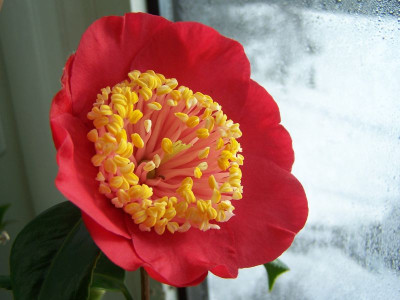 100_0835_Cam._Momiji_Gari_2.Tag_75_cm_D._800.jpg