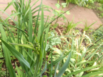 Hemerocallis_Hanita_20210606_143759.jpg