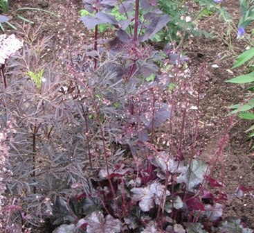 05.06.07-1170____Sambucus_Black_LaceHeuchera_Licatice.JPG