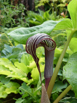 2021-06-24 Arisaema fargesii.jpg