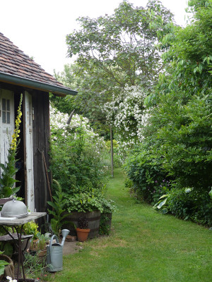2021-06-24 Gartenimpressionen 1.jpg