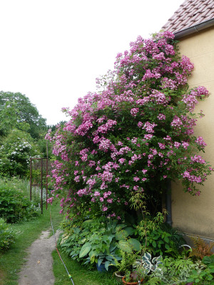 2021-06-24 Rosen 'Mozart' 1.jpg