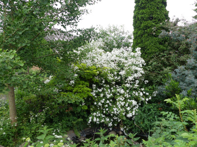 2021-06-24 Rosen 'Guirlande d'Amour' 1.jpg