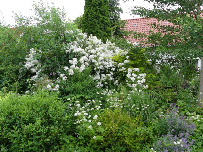 2021-06-24 Rosen 'Guirlande d'Amour' 2.jpg