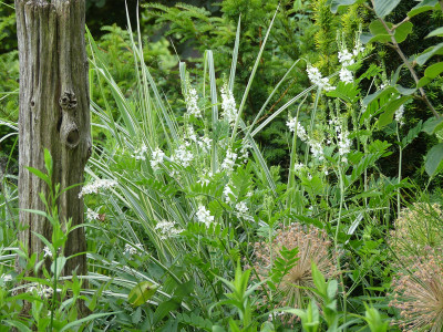 2021-06-24 Galega hartlandii 'Alba' 2.jpg