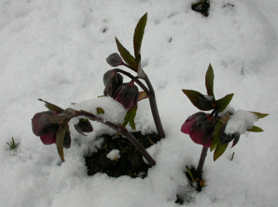 Helleborus_rot_mit_dunklem_Laub.jpg
