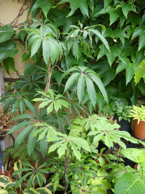 2021-06-24 Schefflera.jpg