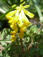 Coridalis-lutea_-Lerchensporn-1_.JPG