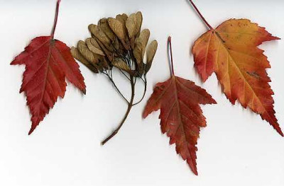 Acer_vielleicht.jpg