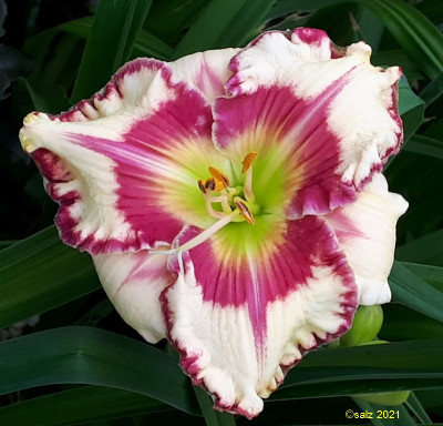 Boitzer Red Diamond Girl 2021.jpg
