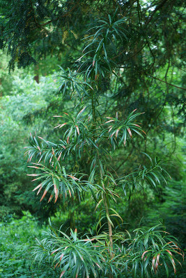 macrophyllus.jpg
