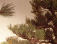 Zirbelkiefer_1-Pinus.JPG