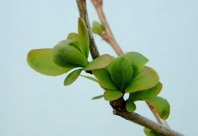 Berberis_vulgaris.jpg
