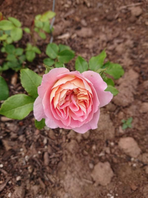 DSC_7335.JPG