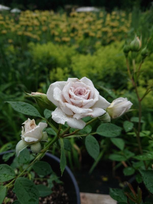 DSC_7391.JPG