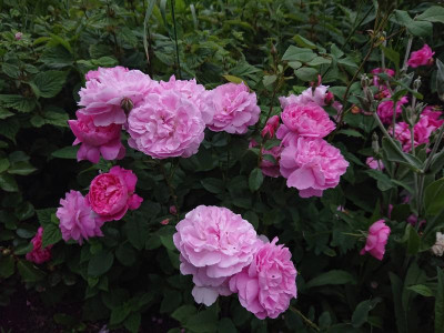 DSC_7520.JPG