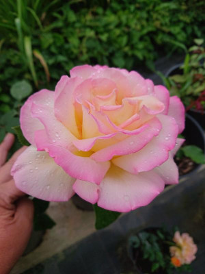 DSC_7368.JPG