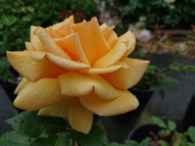 DSC_7421.JPG
