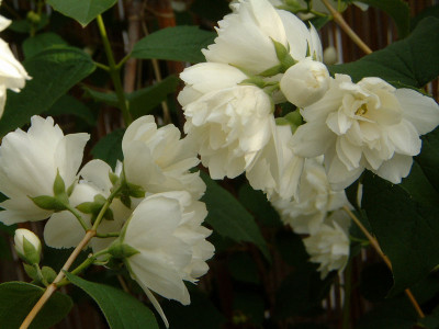 philadelphus-offen.jpg