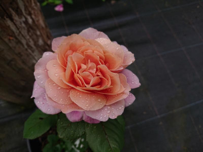 DSC_7411.JPG