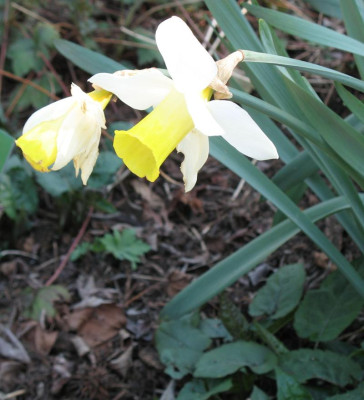 IMG_1277a.jpgNarcissus.jpg