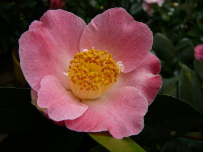 Chubu-Tsukimi-Guruma.jpg