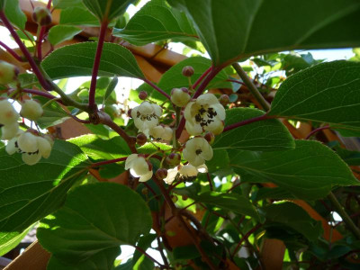 P1050487.JPG
